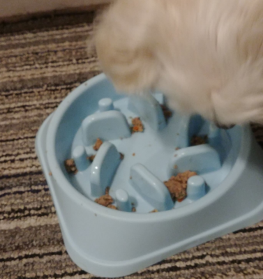 Slow Feed Bowls for Dogs and Cats: A Simple Tool for Pets Who Eat Like They’re in a Race