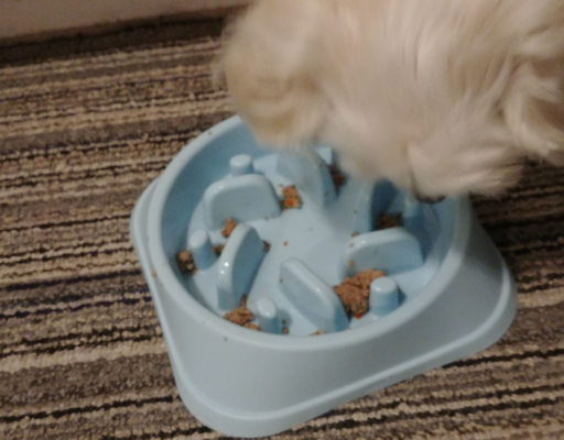 Bella With a Slow Feed Bowl