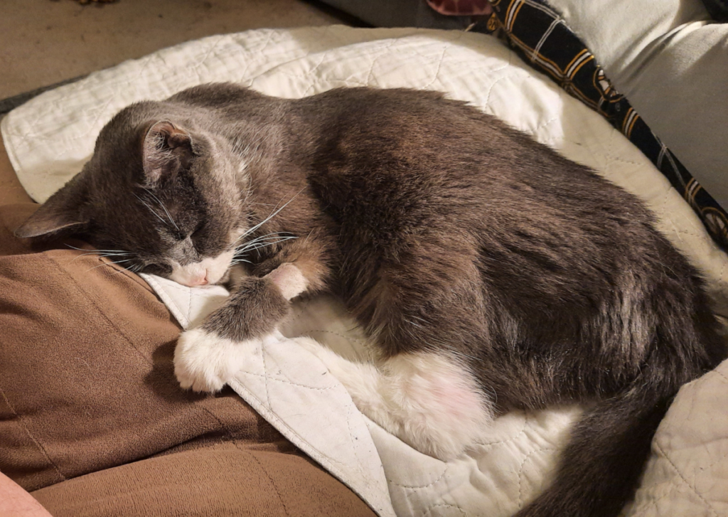 Belle After her Blood Work