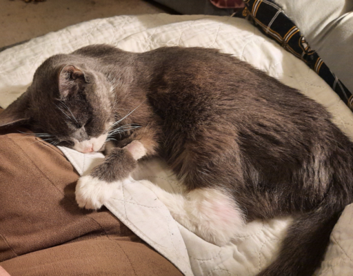 Belle After her Blood Work
