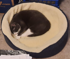 BellenPaws.com - Belle Alone in Bed