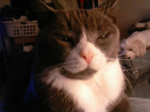 Belle and Bella Chilling for the Camera