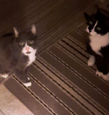 Pet Diabetes: How Tracking Empowers Owners and Reduces Anxiety