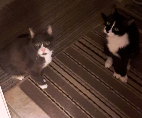 Pet Diabetes: How Tracking Empowers Owners and Reduces Anxiety