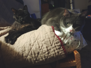 Blackie and Belle on Bed