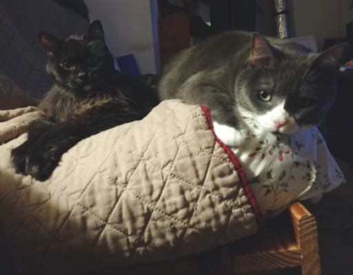 Blackie and Belle on Bed