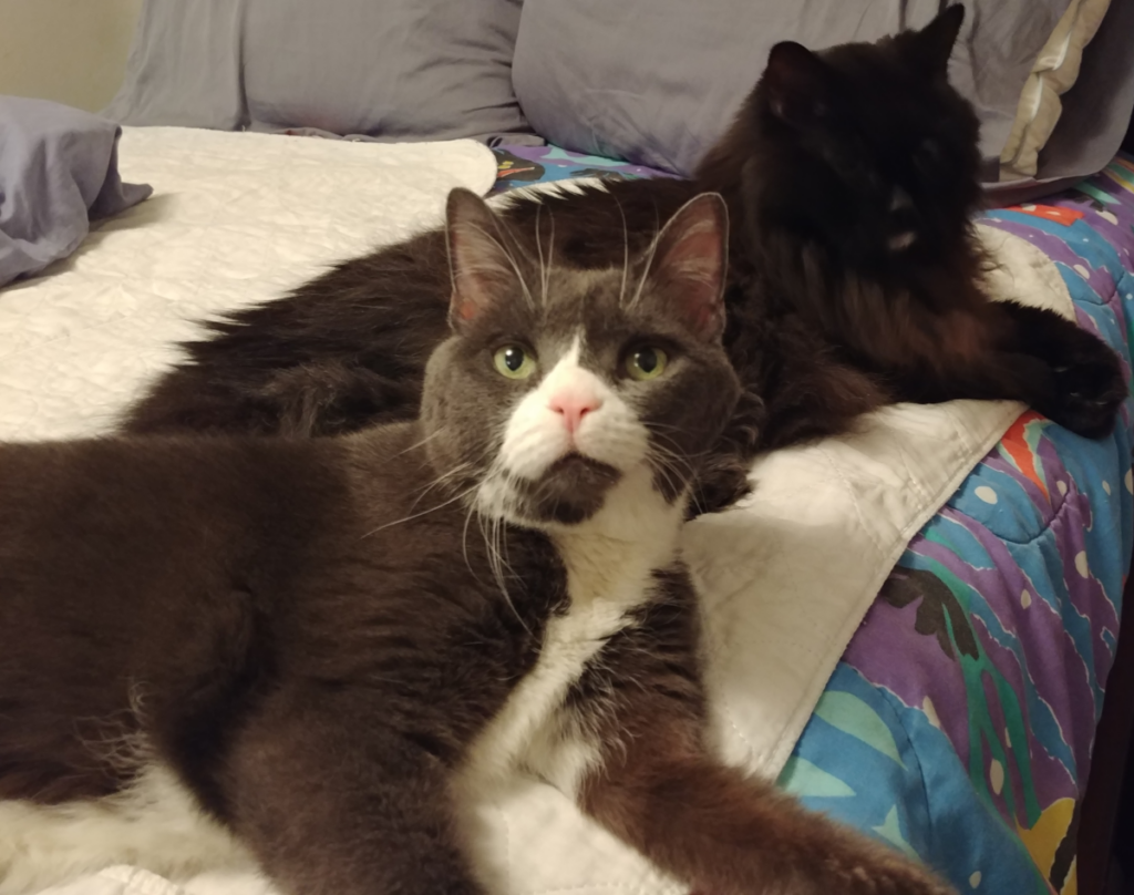 Belle and Blackie Relaxing