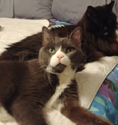 Managing Canine and Feline Arthritis: Building a Pain Plan That Works at Home