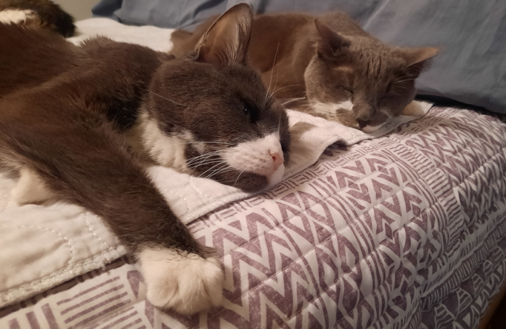 Belle And Paws on the Bed Chilling
