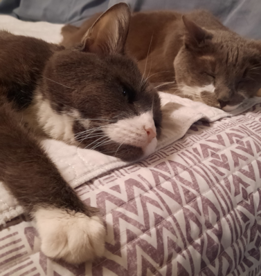 Helping a Grieving Pet Cope with the Loss of a Bonded Sibling