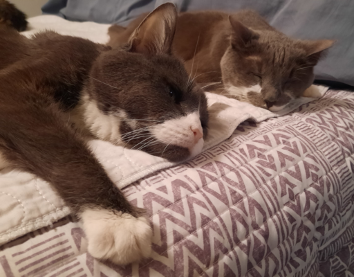 Belle And Paws on the Bed Chilling