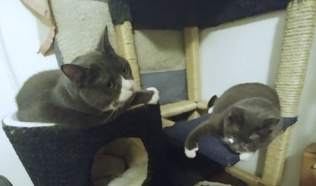 Belle and Paws on the Tree