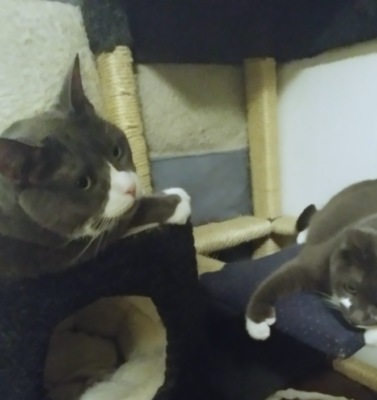 Rehabilitation and Care for Adopted Declawed Cats with Arthritis