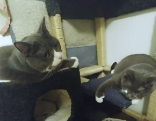 Belle and Paws on the Tree