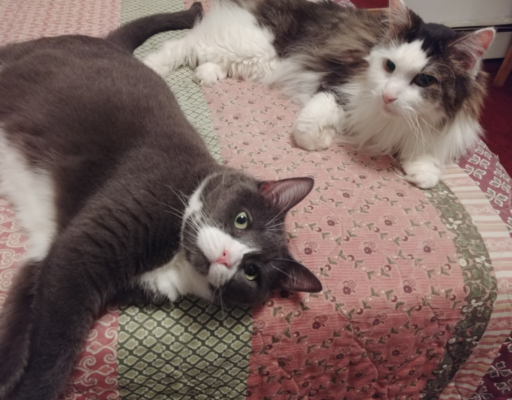 Belle with Rascal on Bed