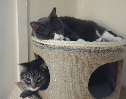Belle and Zippy in Tree Hanging Out
