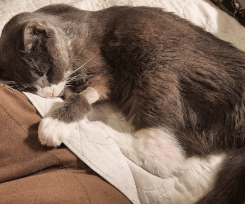 Senior Bloodwork 101: Why “pre-symptomatic” testing is the best investment for old age.