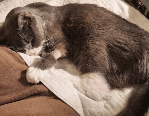 BellenPaws.com - Belle back from the vet