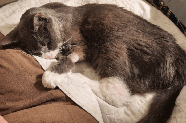 Senior Bloodwork 101: Why “pre-symptomatic” testing is the best investment for old age.