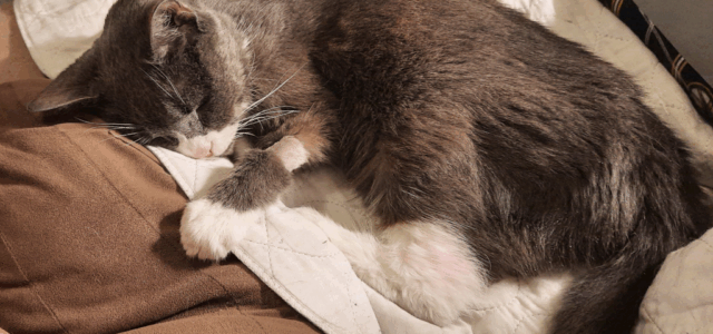 Senior Bloodwork 101: Why “pre-symptomatic” testing is the best investment for old age.