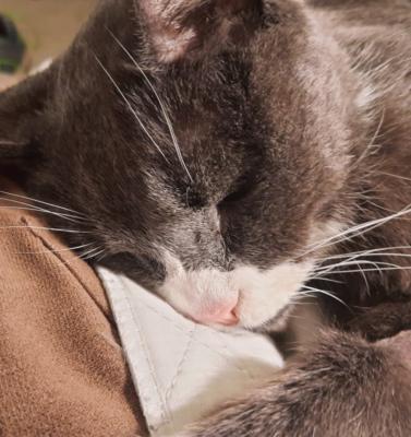 Getting Through Caregiver Burnout When Nursing a Sick Pet