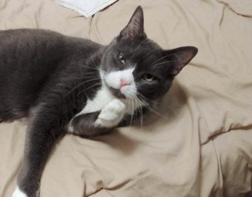 Belle Bathing on the Bed