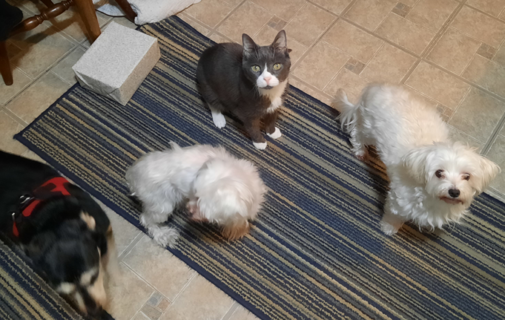 Belle, Bella, Jack and Sophie Listening