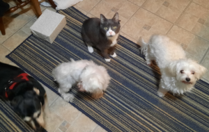 Belle, Bella, Jack and Sophie Listening