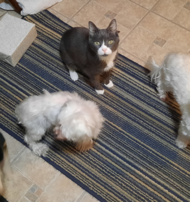 The Importance of Talking to Your Senior Pet Daily