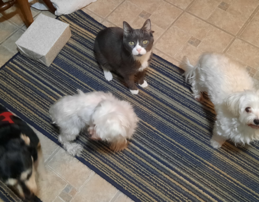 Belle, Bella, Jack and Sophie Listening