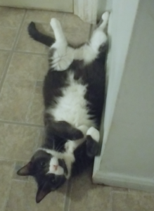 BellenPaws.com - Belle Belly