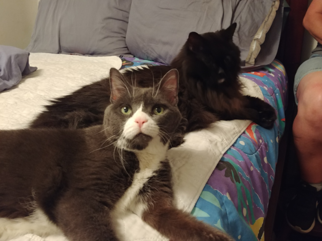 Belle and Blackie Waiting on Bed