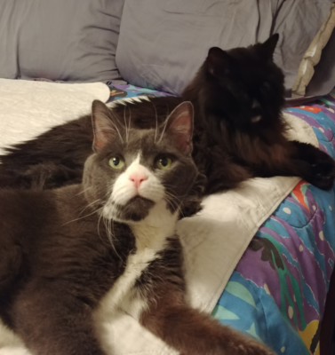 Safe Human Foods You Can Share with Your Pet