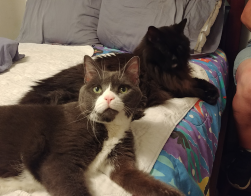 Belle and Blackie Waiting on Bed