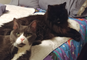 Belle and Blackie on Bed