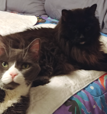 Why Pet Age Calculators Are Only the Starting Point