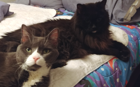 Why Pet Age Calculators Are Only the Starting Point