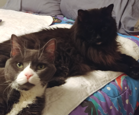 Why Pet Age Calculators Are Only the Starting Point