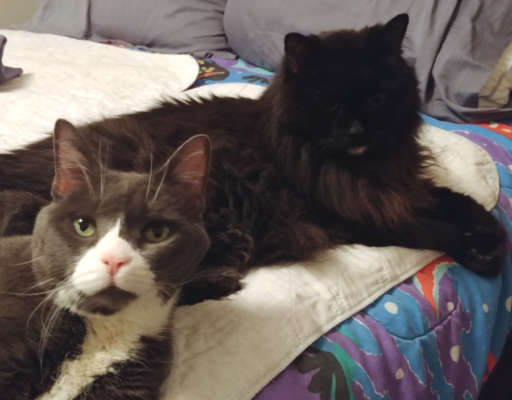 BellenPaws.com - Belle and Blackie on Bed