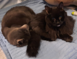 BellenPaws.com - Belle and Blackie Together