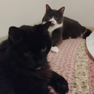 BellenPaws.com - Belle and Blackie