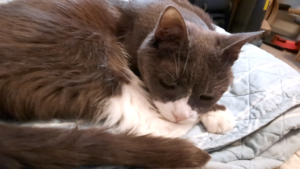 BellenPaws.com - Belle on the Blanket