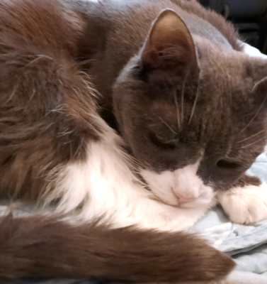 When Multiple Conditions Exist at Once: Managing the Whole Cat