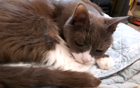 When Multiple Conditions Exist at Once: Managing the Whole Cat