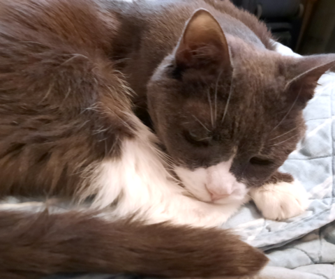 When Multiple Conditions Exist at Once: Managing the Whole Cat