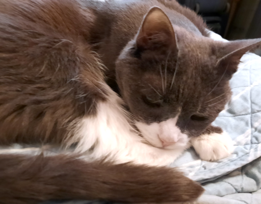 BellenPaws.com - Belle on the Blanket