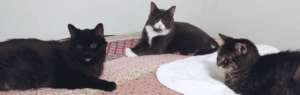 Belle, Brackers and Zippy