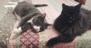 BellenPaws.com - Belle and Brackers Bed