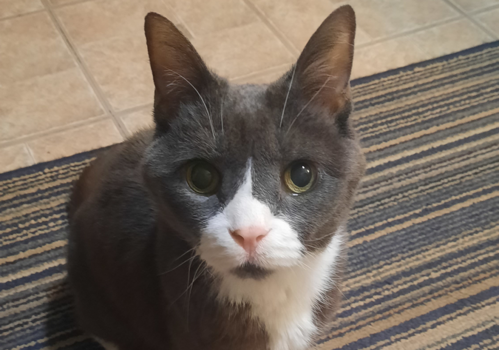 Belle Close Up in Kitchen