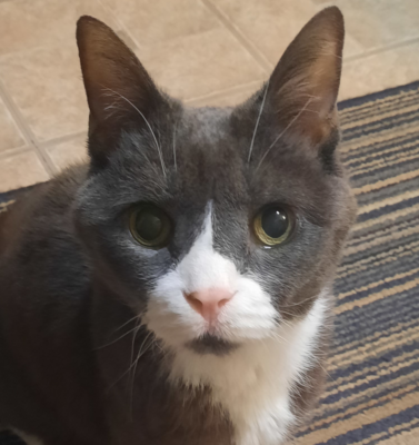 The Role of Moisture Content in Preventing Feline Urinary Issues
